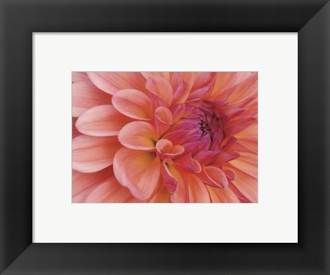 Framed Mini Graphic Dahlia II Print