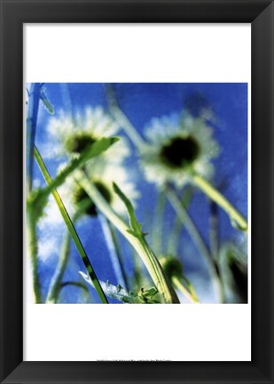 Framed Daisies II Print