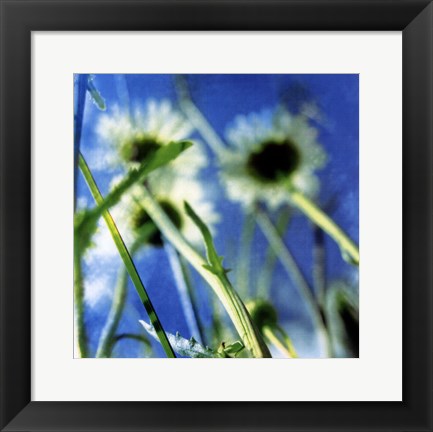 Framed Daisies II Print