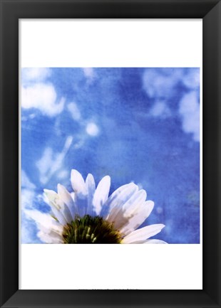 Framed Daisies III Print