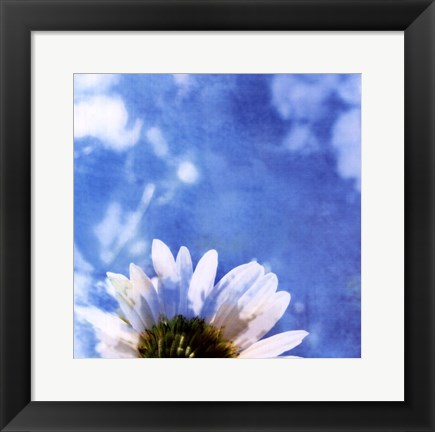 Framed Daisies III Print