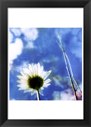 Framed Daisies IV Print