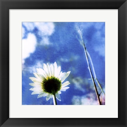 Framed Daisies IV Print