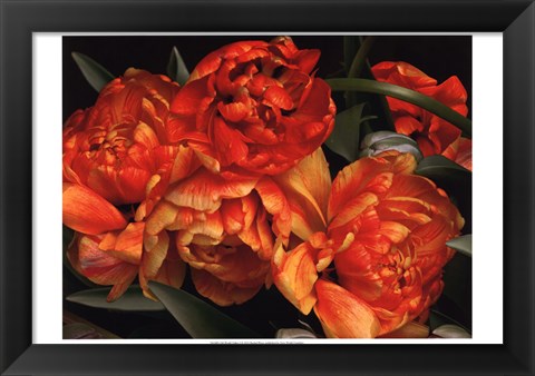 Framed Old World Tulips I Print