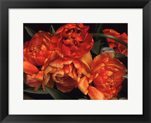 Framed Old World Tulips I Print