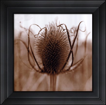 Framed Thistle Print
