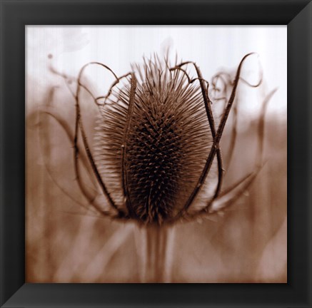 Framed Thistle Print