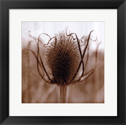 Framed Thistle Print