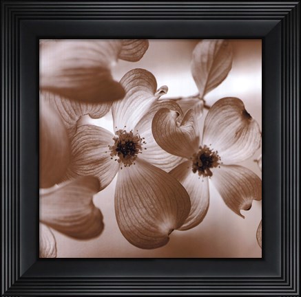 Framed Dogwood Print