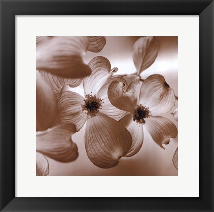 Framed Dogwood Print