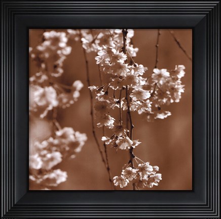 Framed Cherry Blossom Print