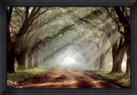 Framed Evergreen Plantation A Print