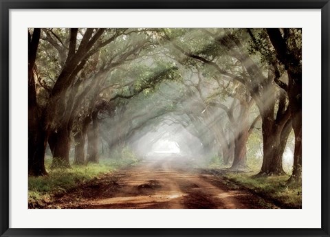 Framed Evergreen Plantation A Print