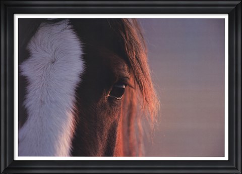 Framed Sharp Eye Print