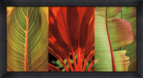 Framed Tropical Treasure I Print