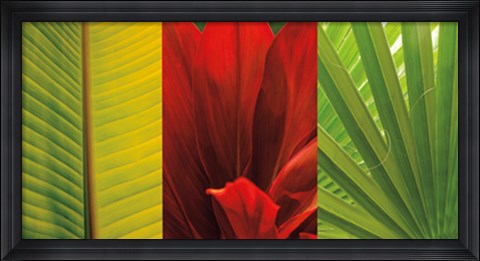 Framed Tropical Treasure II Print