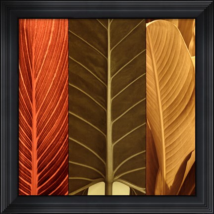 Framed Tropical Trio I Print