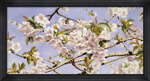 Framed Apple Blossoms Print