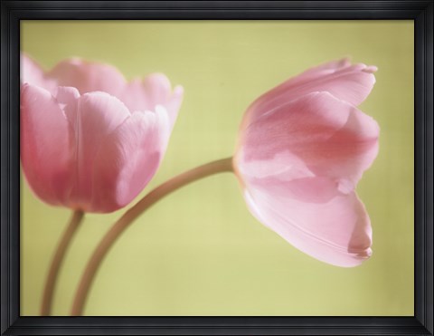 Framed Tulips on Pale Green Print