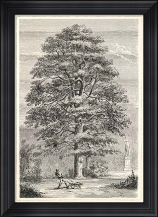 Framed Terry&#39;s Trees I Print