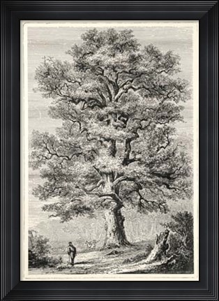 Framed Terry&#39;s Trees II Print