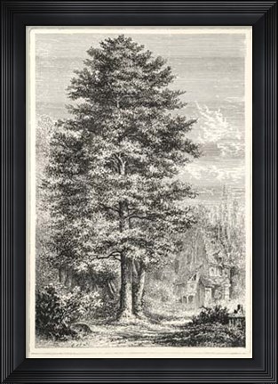 Framed Terry&#39;s Trees IV Print