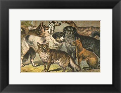 Framed Johnson&#39;s Dog Breeds I Print