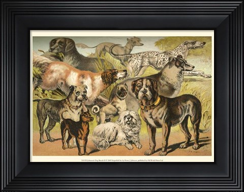 Framed Johnson&#39;s Dog Breeds II Print
