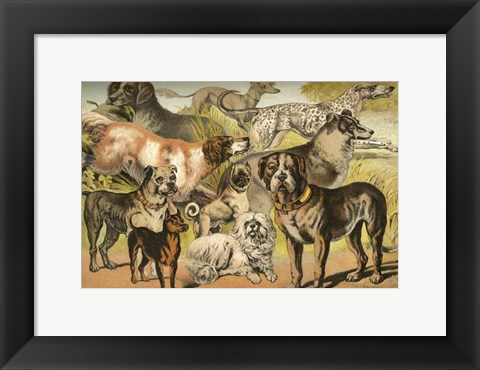Framed Johnson&#39;s Dog Breeds II Print