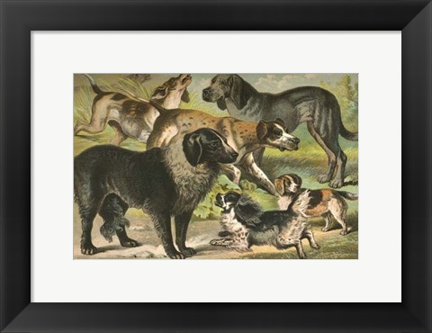 Framed Johnson&#39;s Dog Breeds III Print