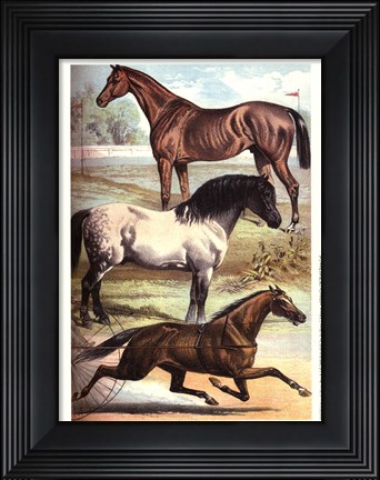 Framed Johnson&#39;s Horse Breeds I Print