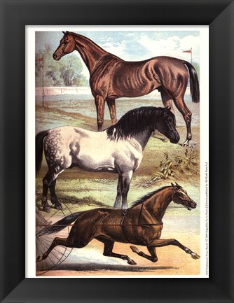 Framed Johnson&#39;s Horse Breeds I Print