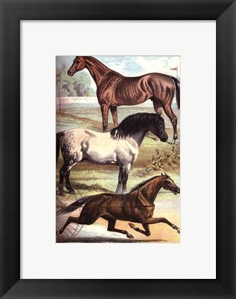 Framed Johnson&#39;s Horse Breeds I Print