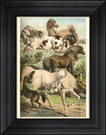 Framed Johnson&#39;s Horse Breeds II Print