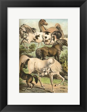 Framed Johnson&#39;s Horse Breeds II Print
