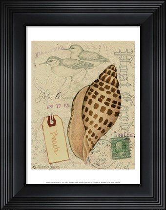 Framed Postcard Shells I Print