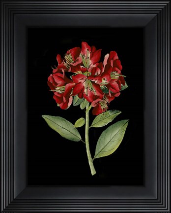 Framed Crimson Flowers on Black I Print