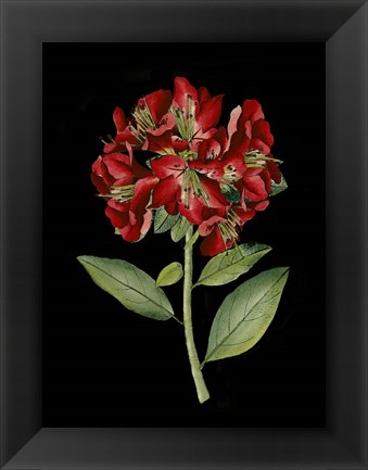 Framed Crimson Flowers on Black I Print