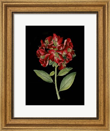 Framed Crimson Flowers on Black I Print