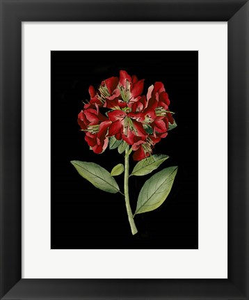 Framed Crimson Flowers on Black I Print