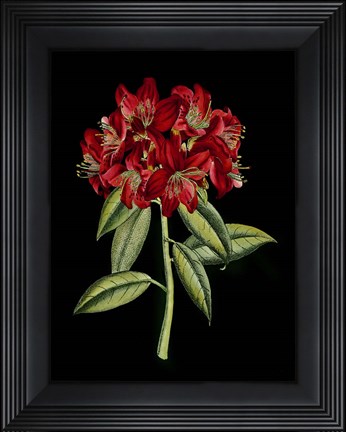 Framed Crimson Flowers on Black (A) II Print