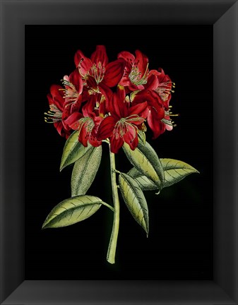 Framed Crimson Flowers on Black (A) II Print