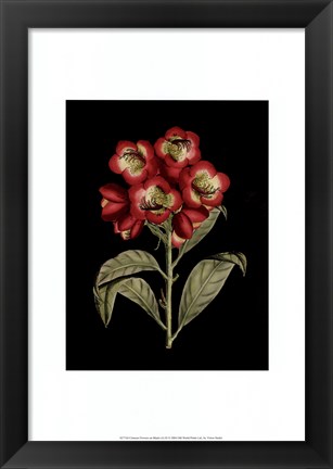 Framed Crimson Flowers on Black III Print