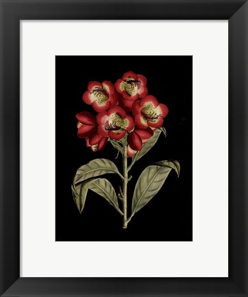 Framed Crimson Flowers on Black III Print