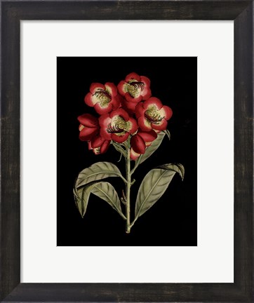 Framed Crimson Flowers on Black III Print