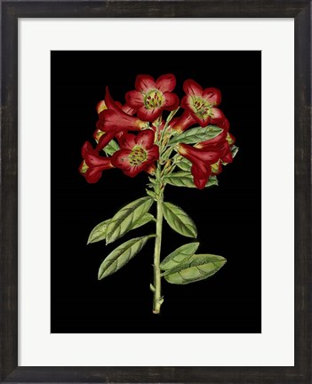 Framed Crimson Flowers on Black (A) IV Print