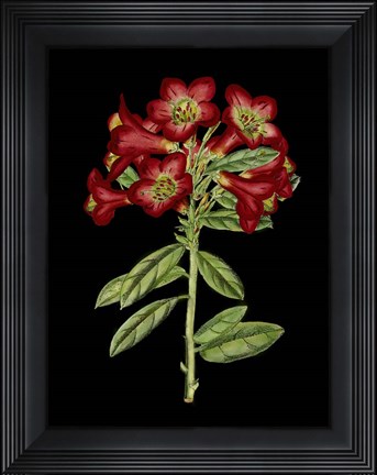 Framed Crimson Flowers on Black (A) IV Print