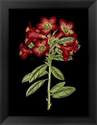 Framed Crimson Flowers on Black (A) IV Print