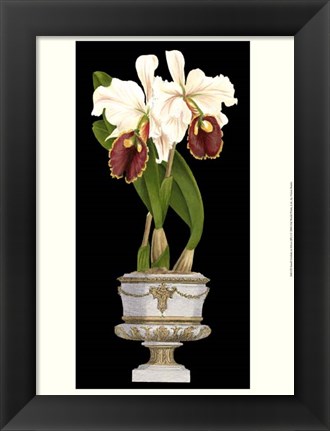 Framed Small Orchids in Silver (IP) I Print