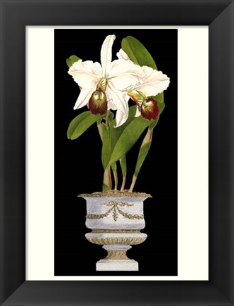 Framed Small Orchids in Silver (IP) II Print